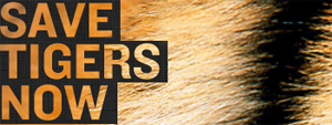 savetigersnow
